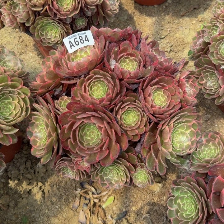 684，粉花妖。多肉植物