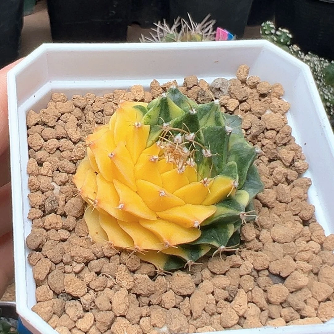 无花朵4cm实生苗接帝冠锦