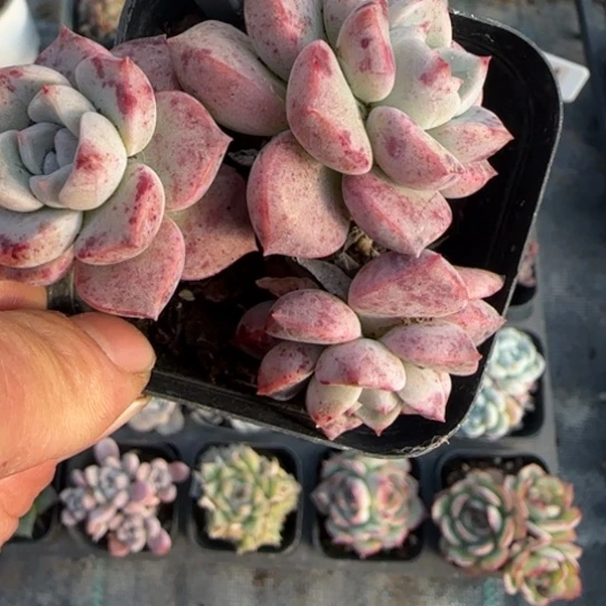 142粉斑点多肉植物多