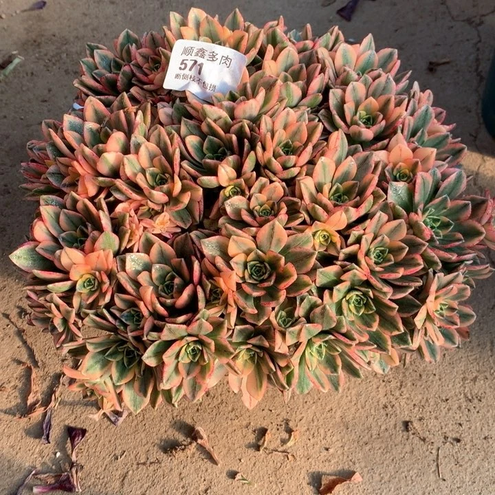 571甜茶多肉植物