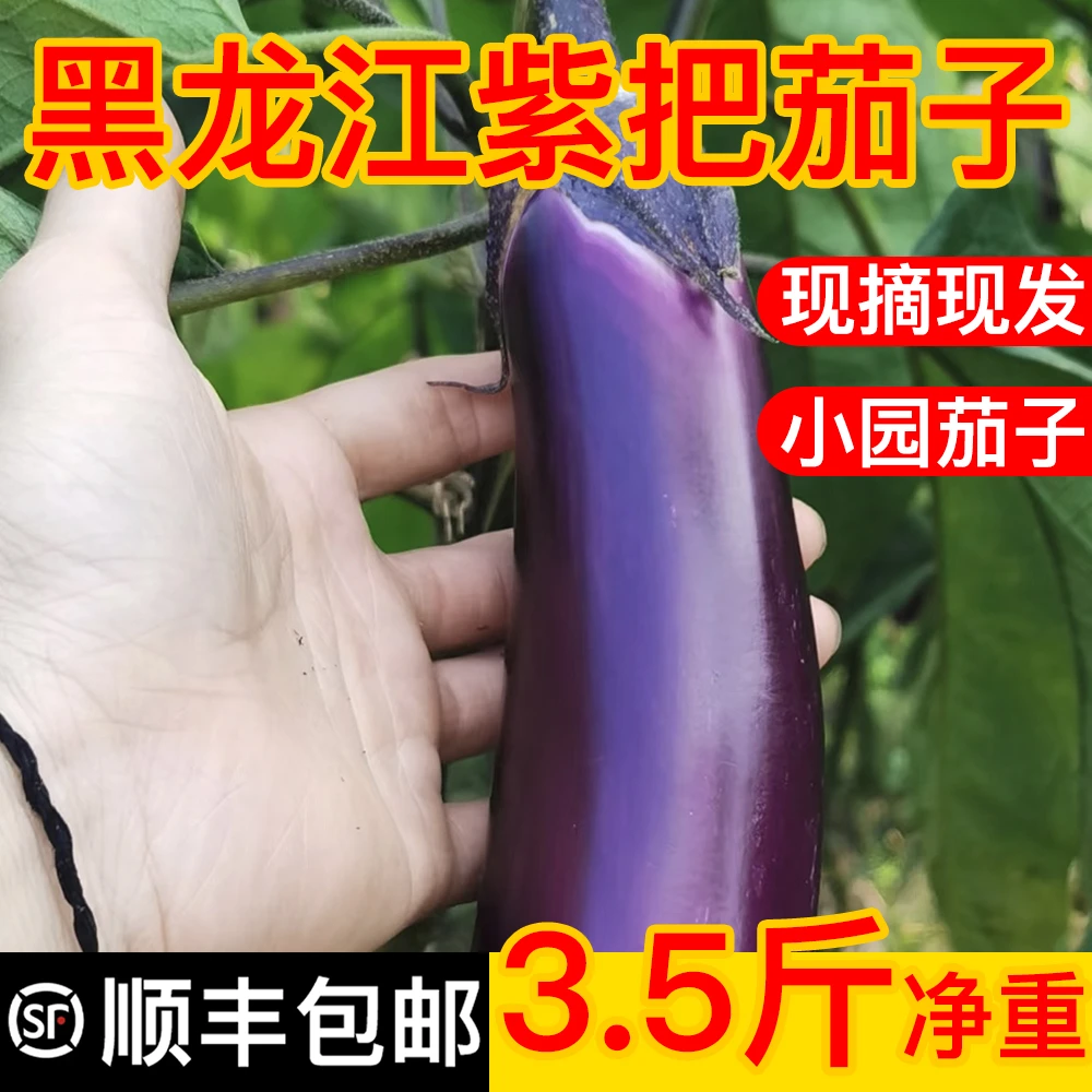 【顺丰包邮】黑龙江小园茄子紫把茄子3.5斤净重