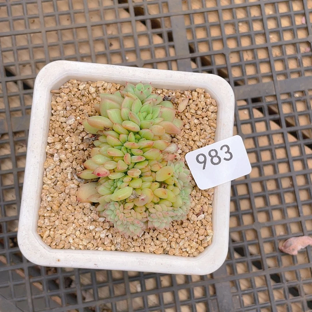 983。珍妮缀化。