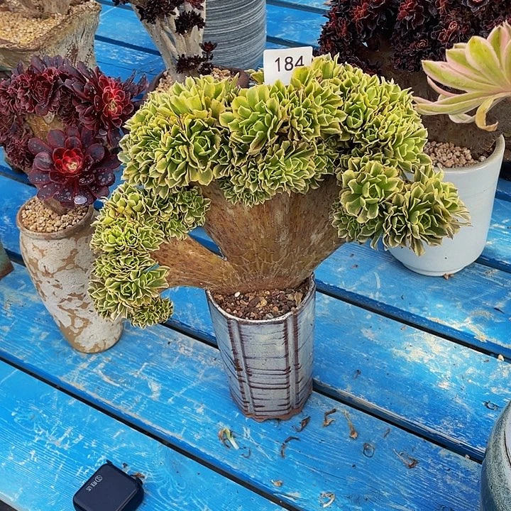 刘*泳184号绿豆沙法师