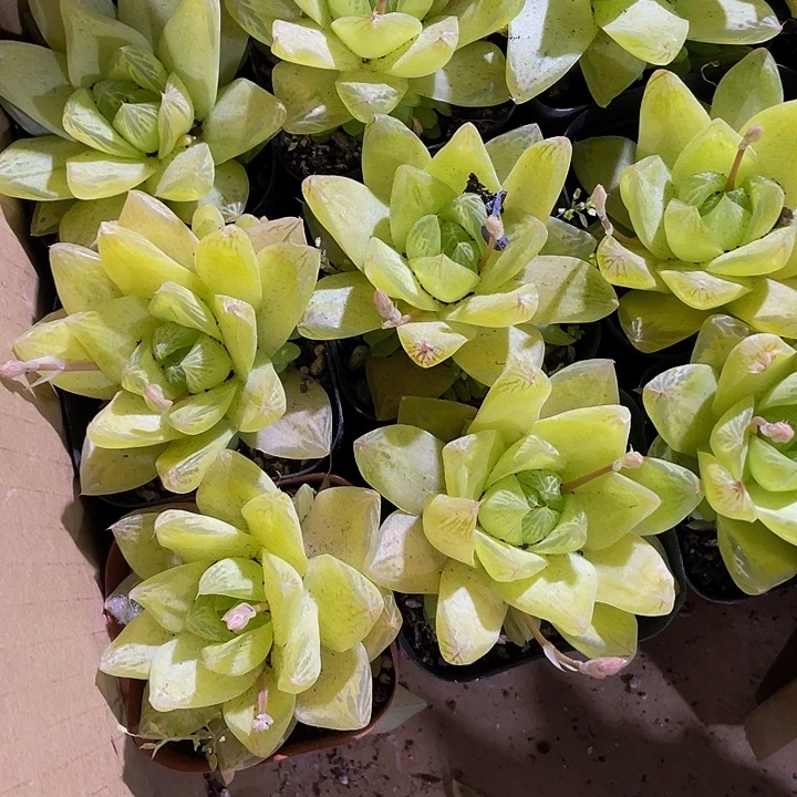 6.5方大黄金玉露带盆土