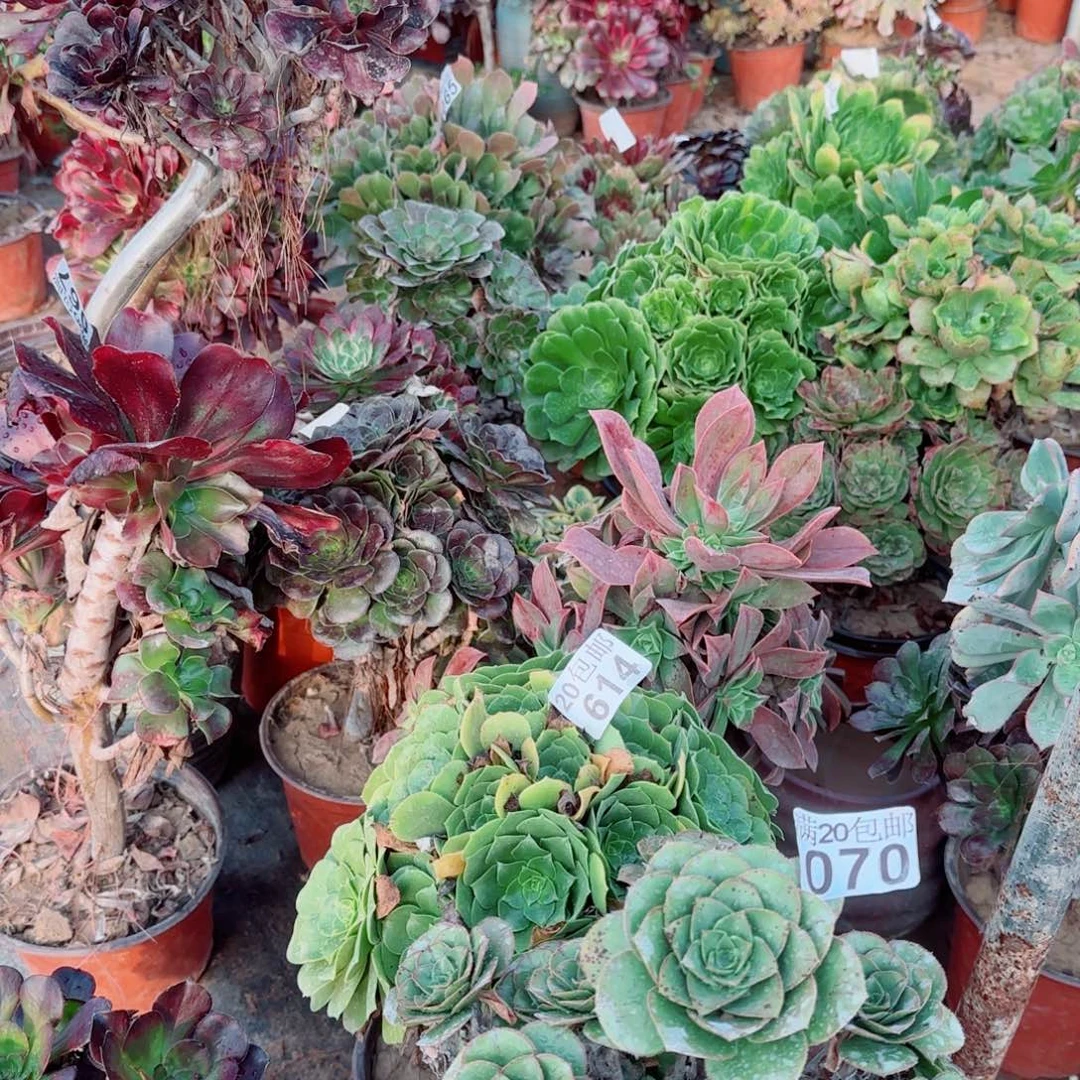 当场满20包邮断枝不包，不凑满20元发空气