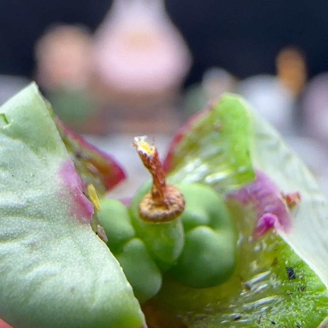 w****i2.16.12/427小红嘴