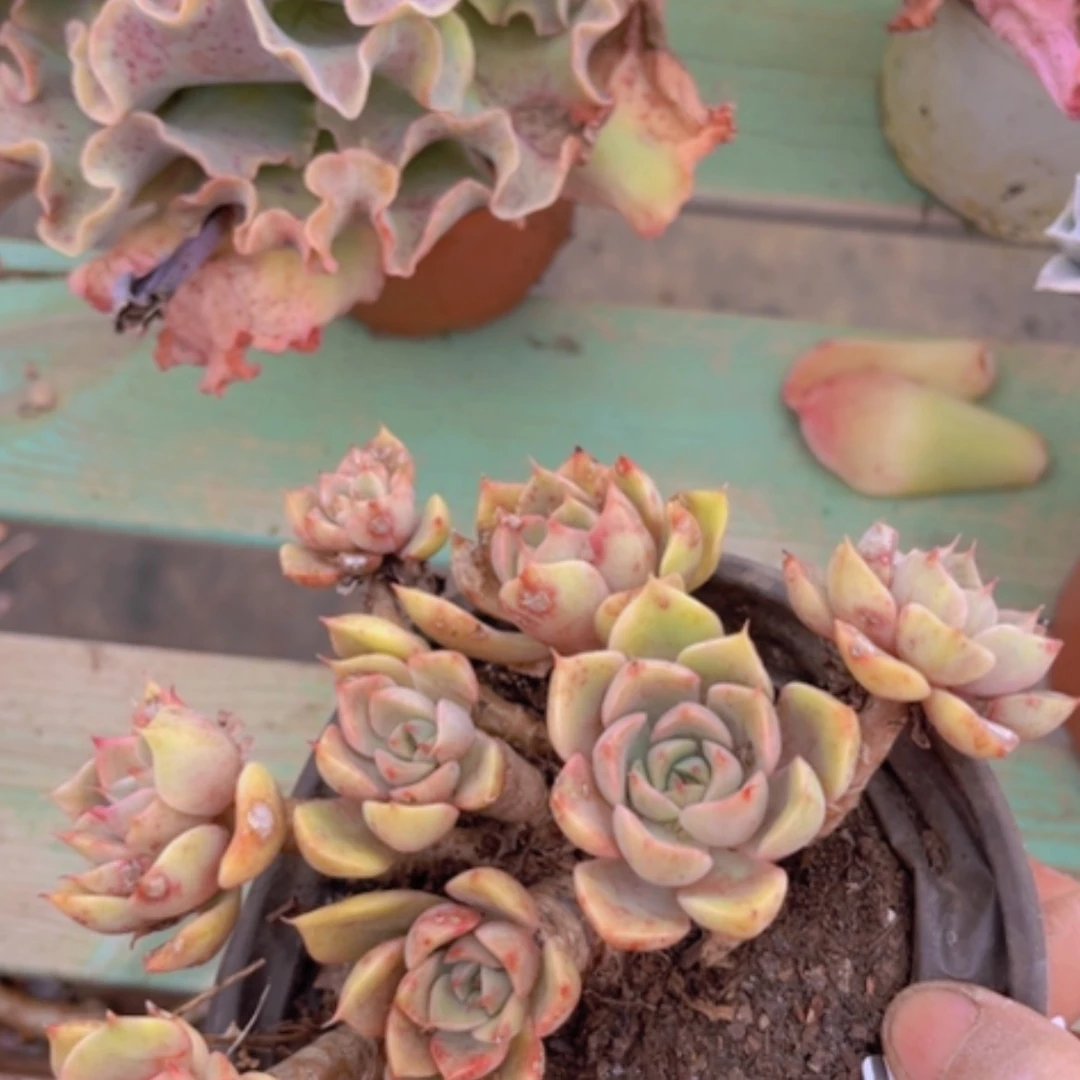 【闪购商品】玫瑰夫人1675