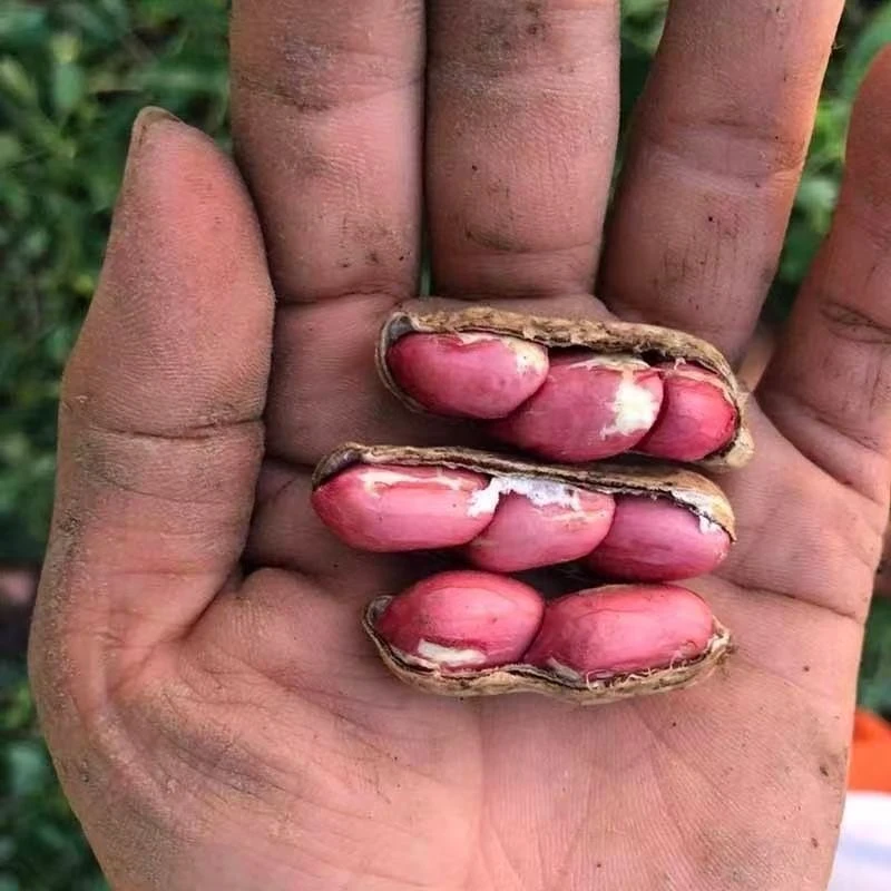 【2025鲜花生】河南开封产地直发新鲜百日红湿花生鲜嫩可口现挖现发