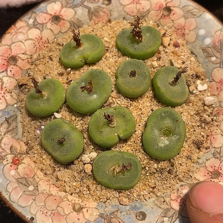 单头水晶鞋一颗。
