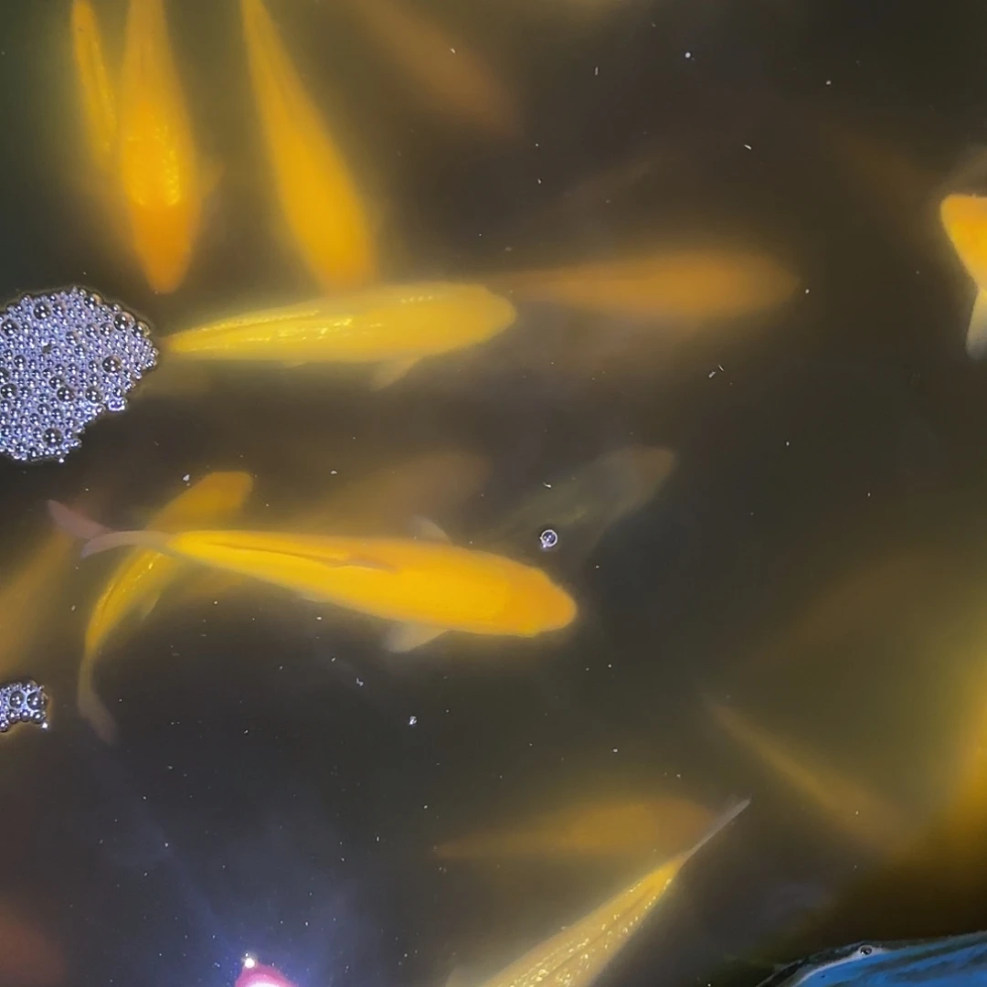 锦鲤30厘米白芥子一尾