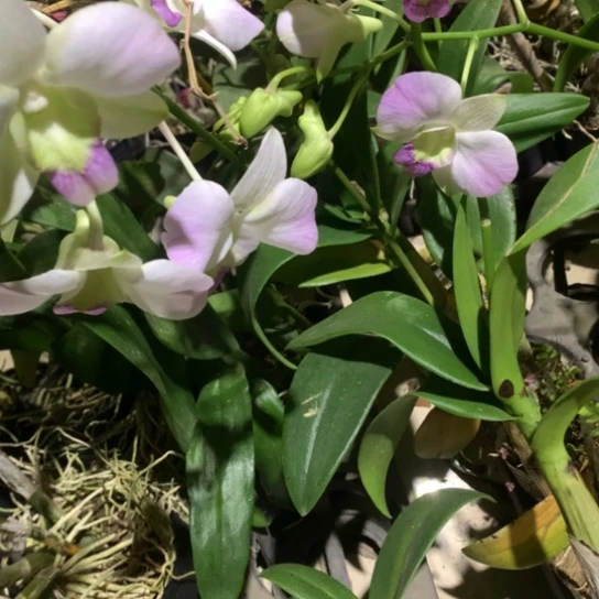 完全开放夏日甜心，大小三苗，花叶不包损