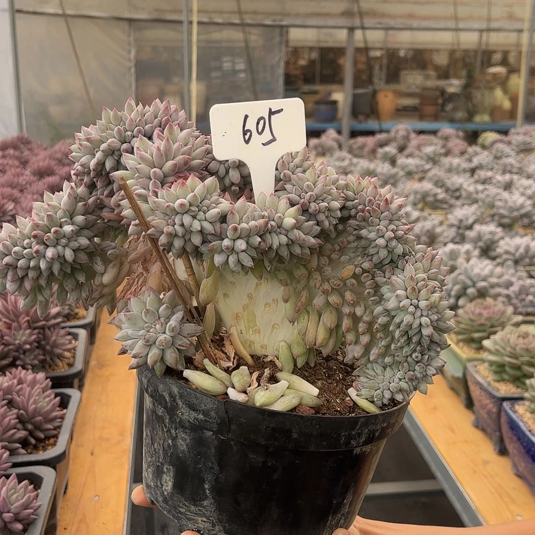 605所罗门缀化。