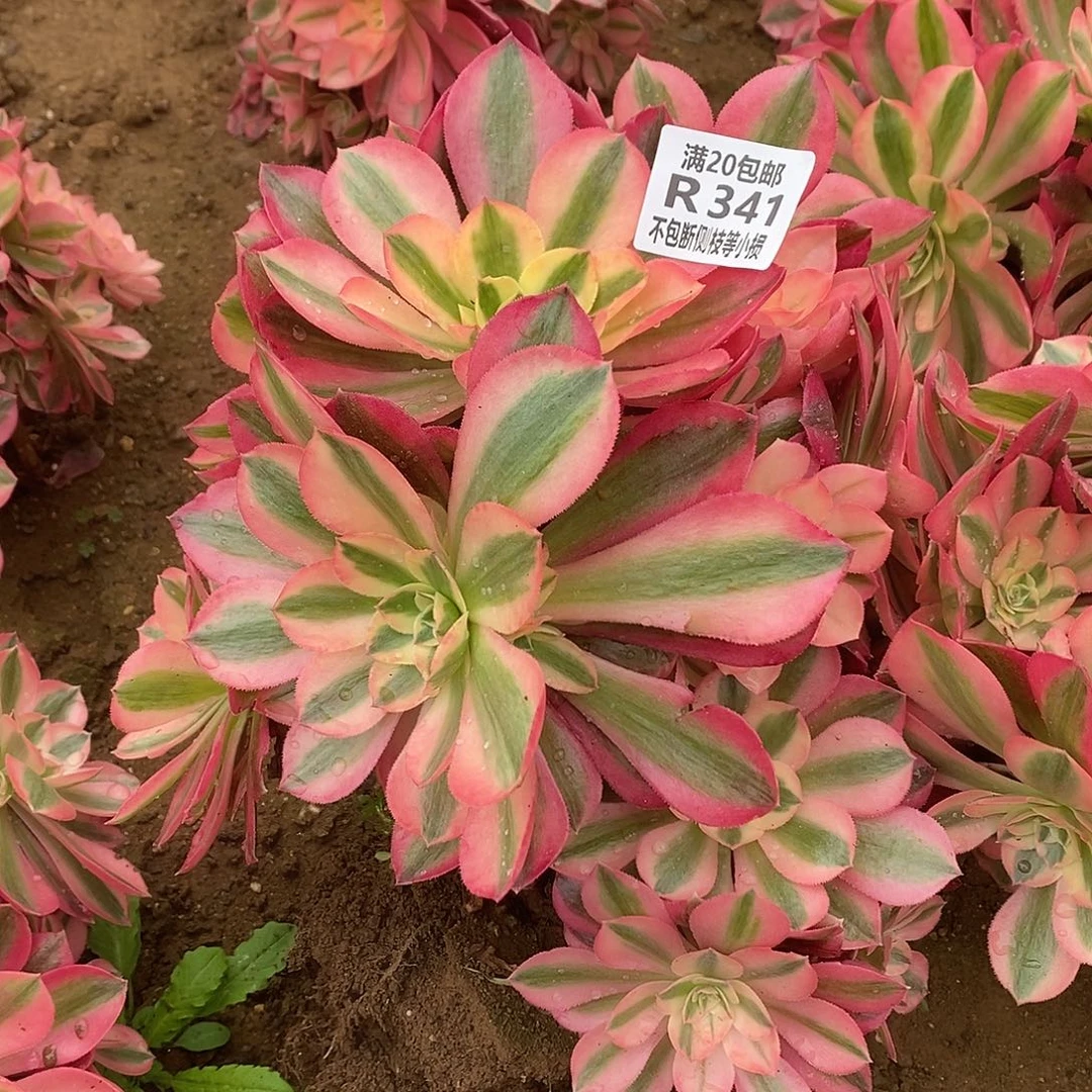 341女巫多肉法师锦有砍