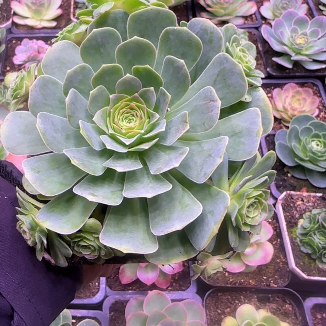 11厘米玫瑰紫红1242424243