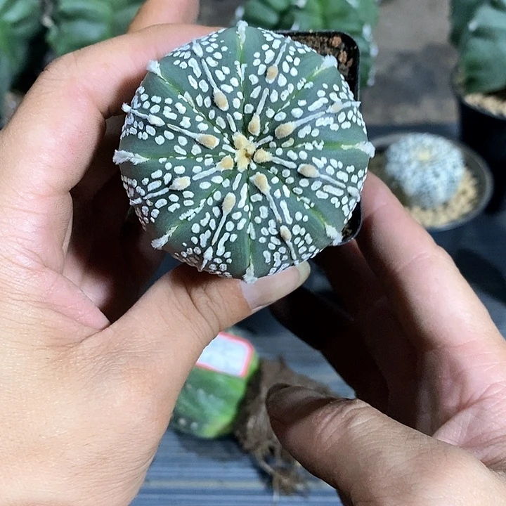精***红超兜实生脱土发货