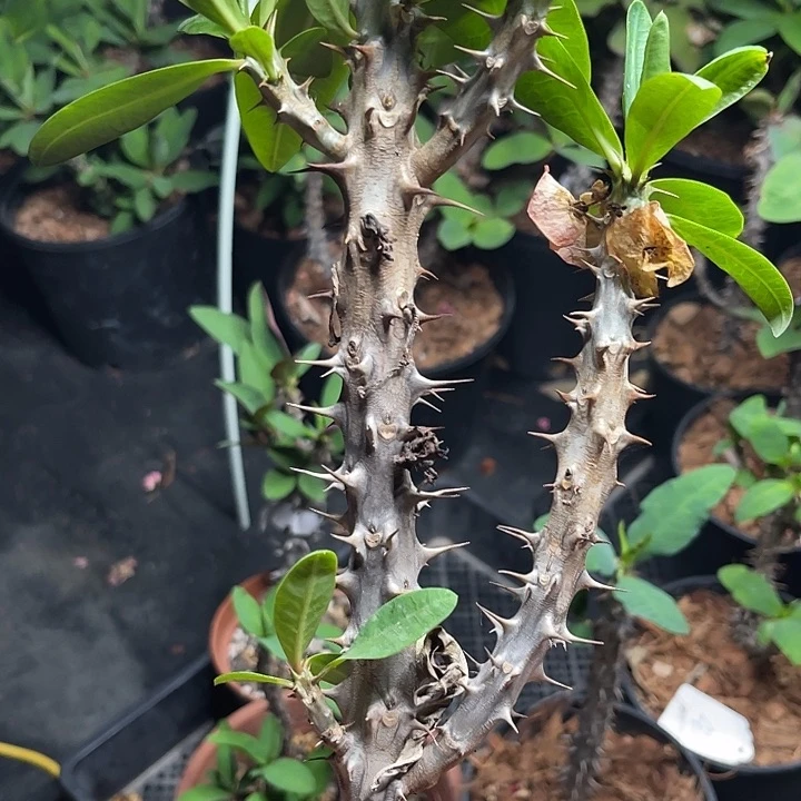 虎刺梅带根49号翠玉