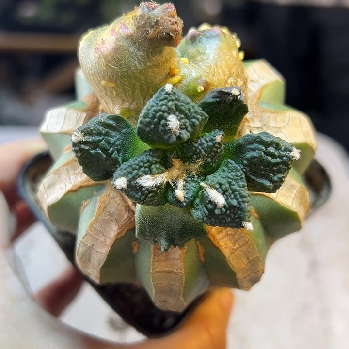 26号苗接哥斯拉龟甲石化6.1公分