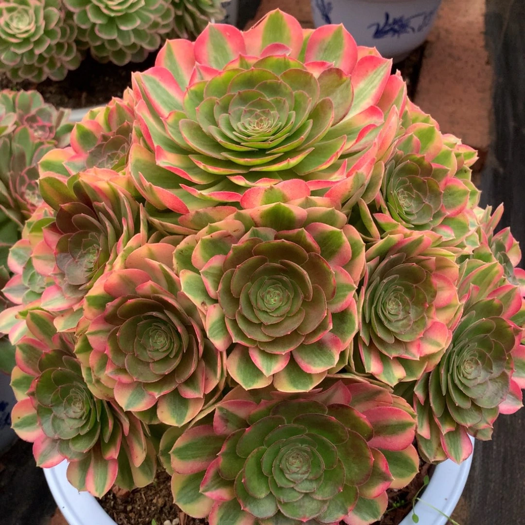 用***4雨荷捧花，多肉植物