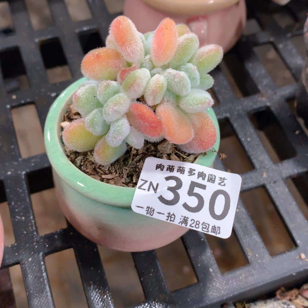 肉萌萌拇指盆精控多肉ZN350