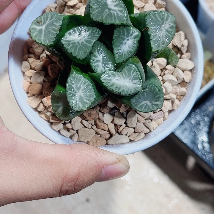 密纹万象新手好养