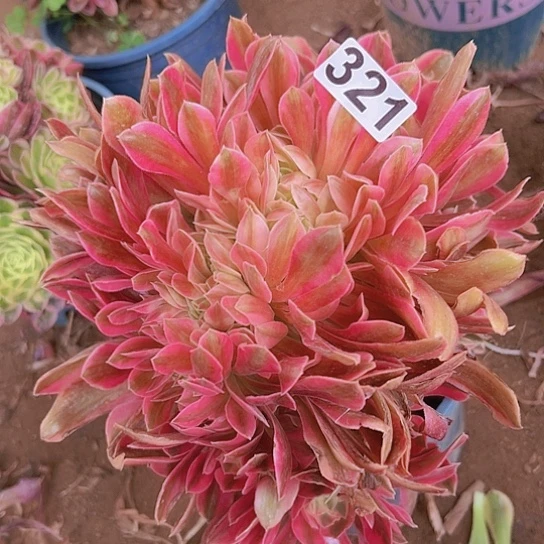金*姐多肉植物一个