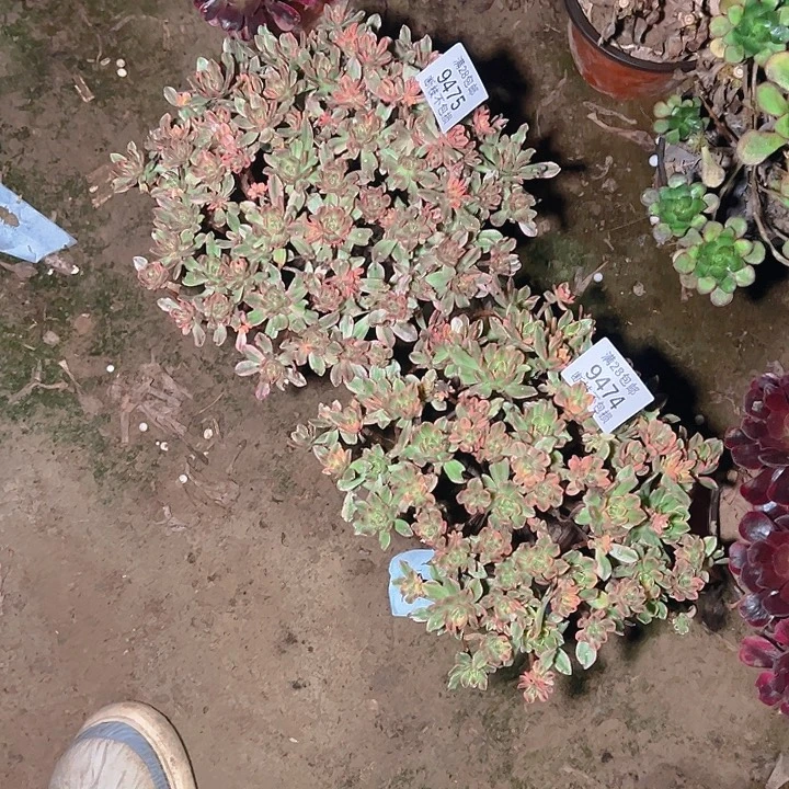 峡***明9474 9475甜茶两颗