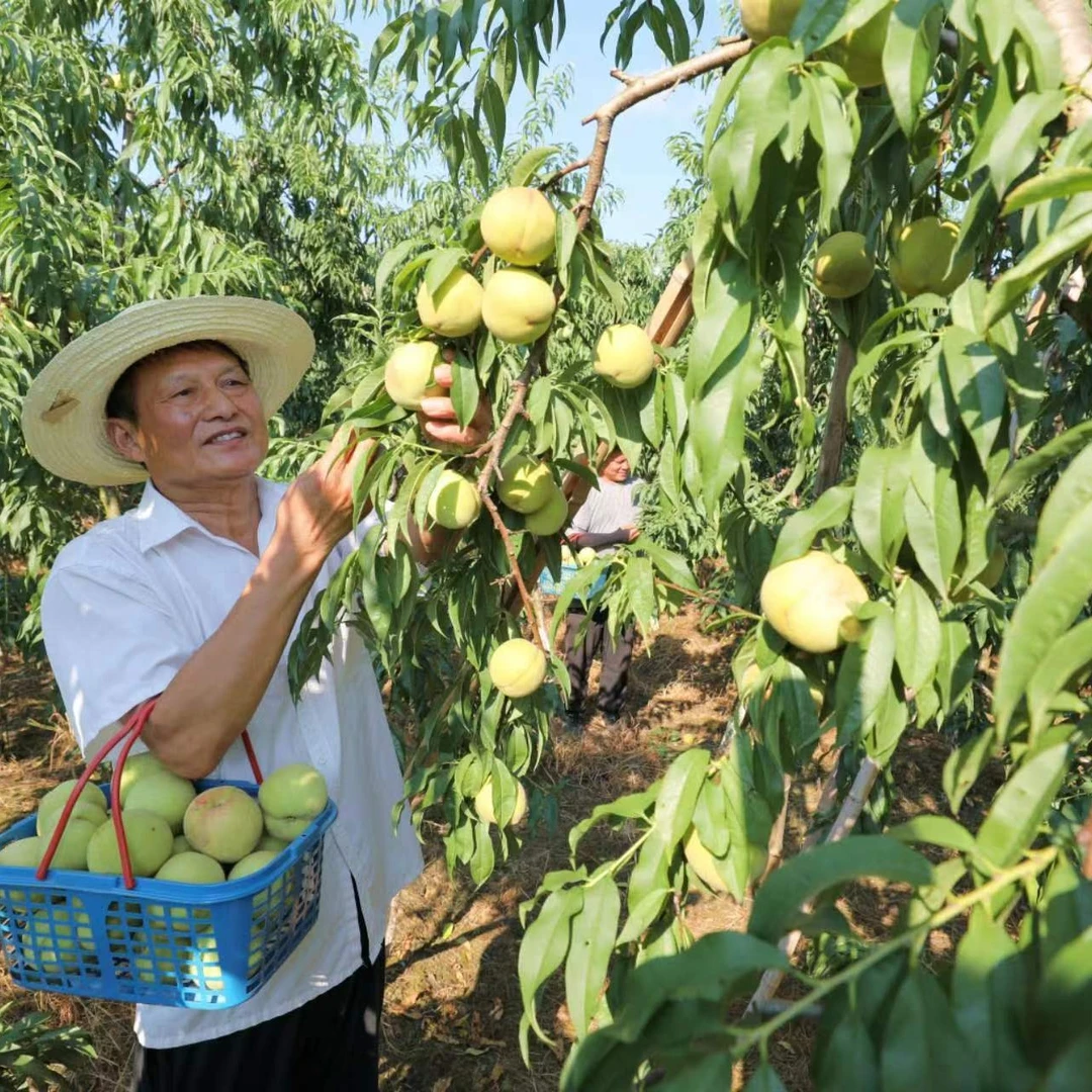 雷埠迎庆桃净重9斤大果脆爽甘甜礼盒装