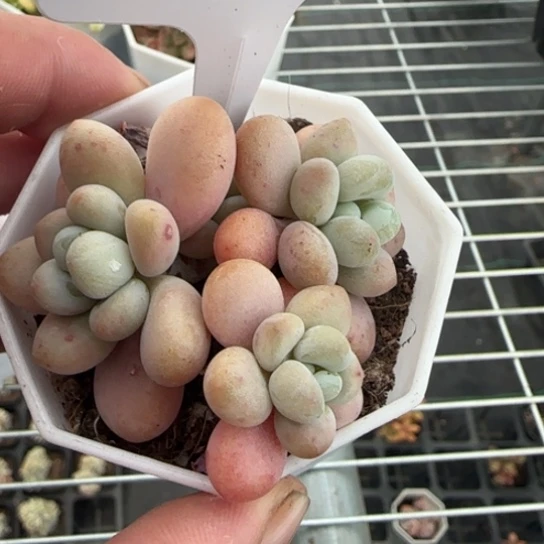 34洛神一物一拍多肉