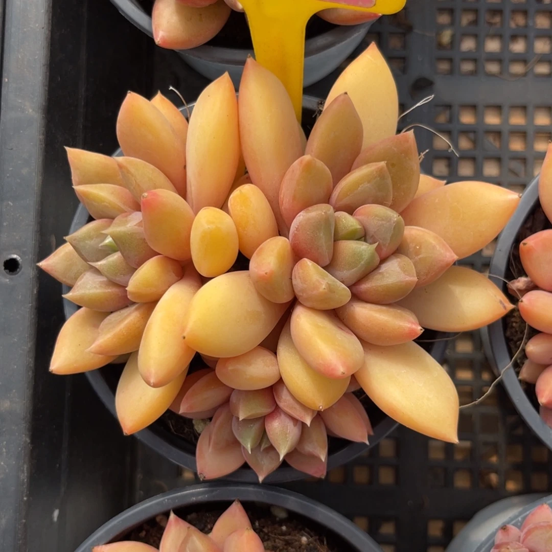 云尘多肉一物一拍217