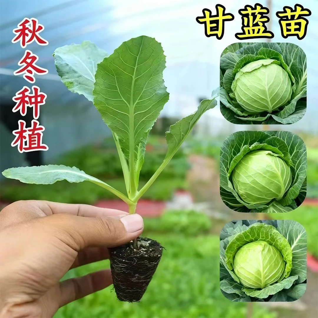 甘蓝秧苗卷心菜包心菜大头菜等多种蔬菜苗