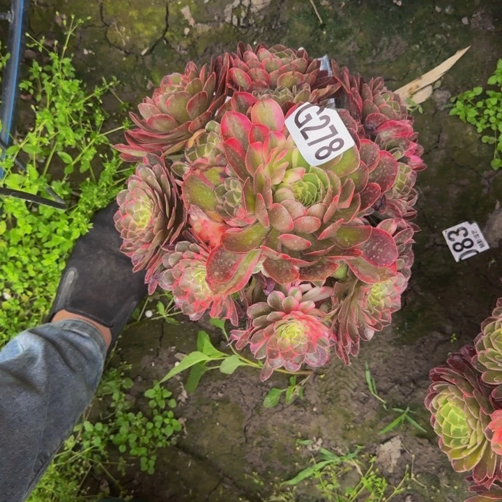 海燕花27-19包邮花花