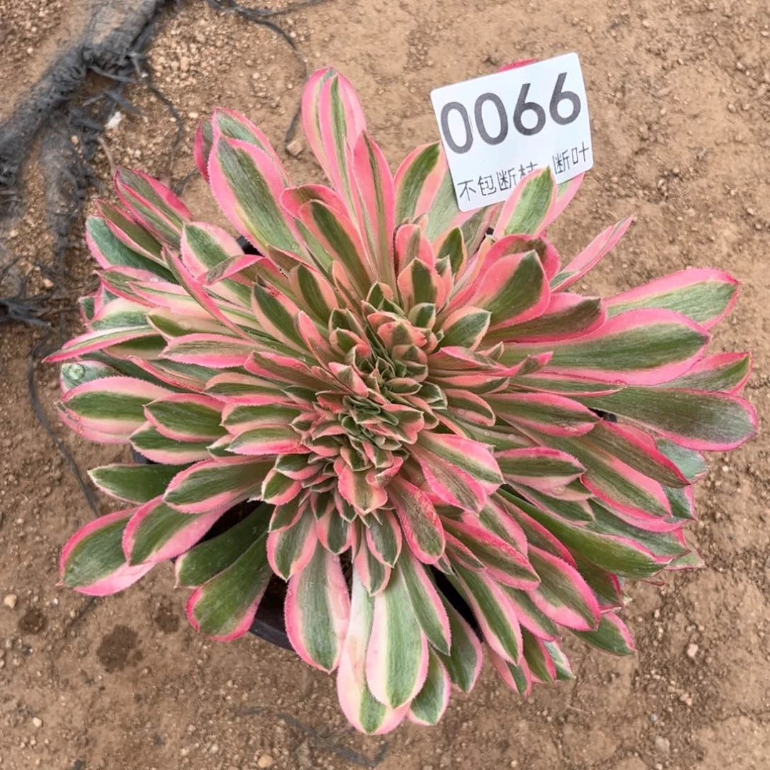 女神缀化，脱土发货