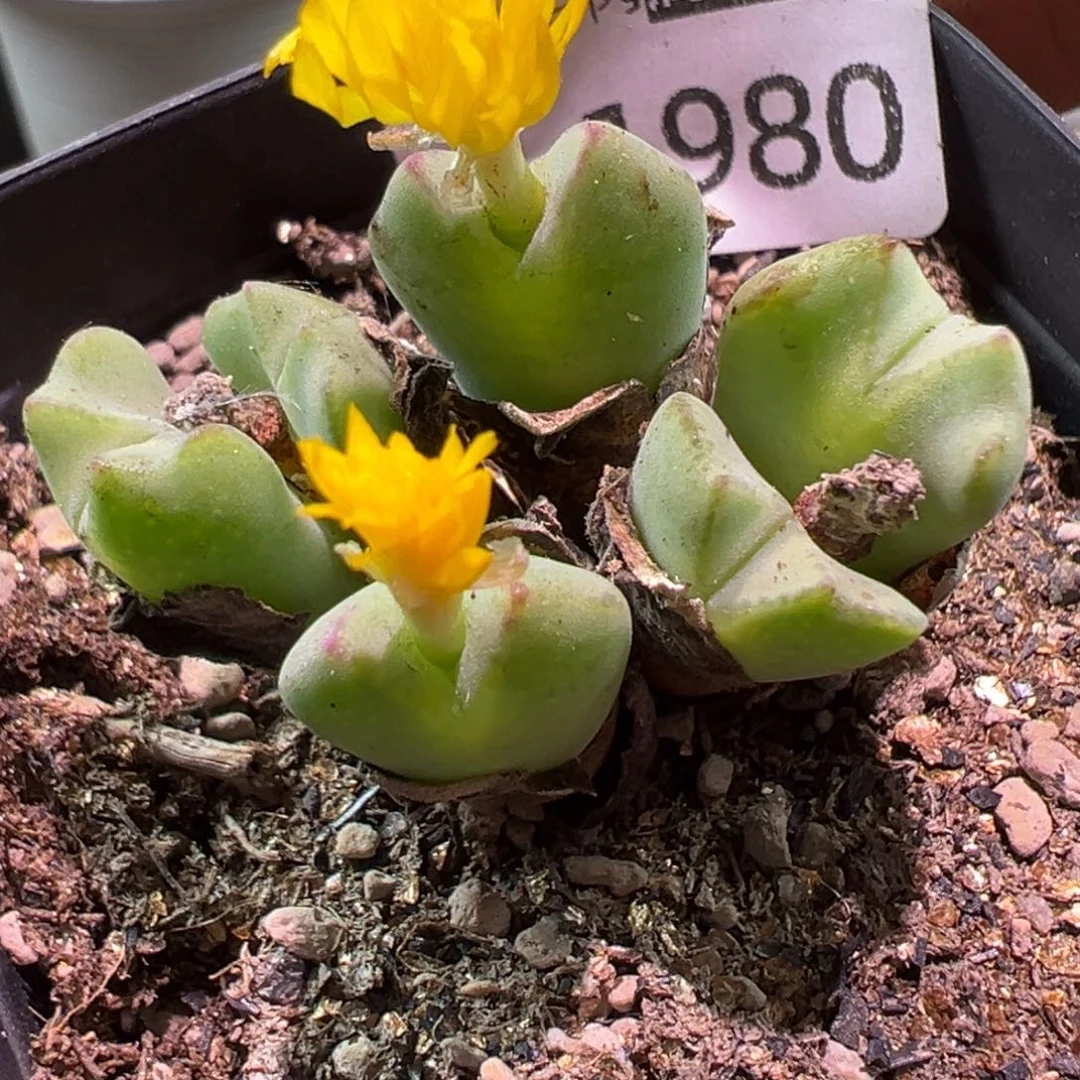 多肉植物1111111111111