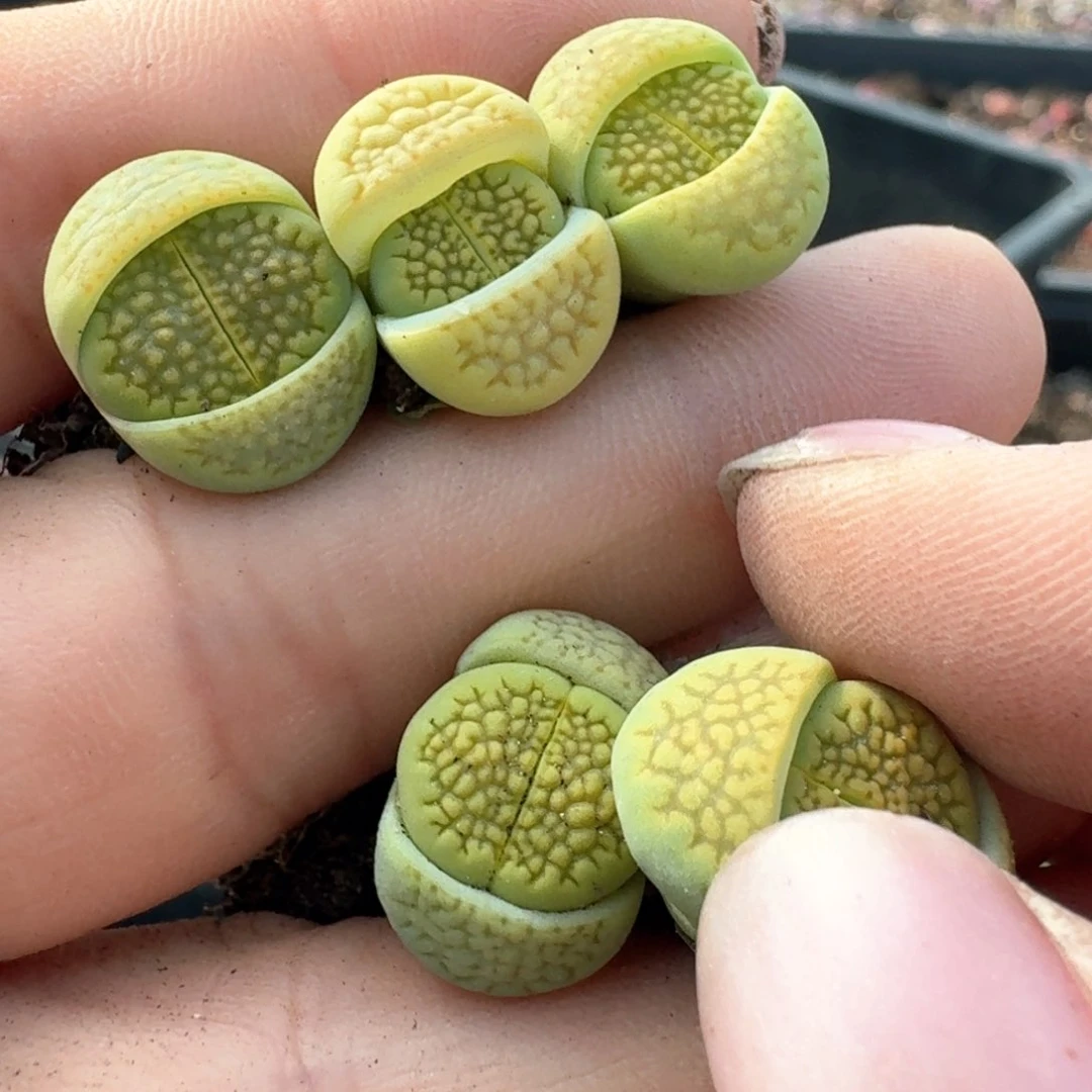 483五颗000000000000