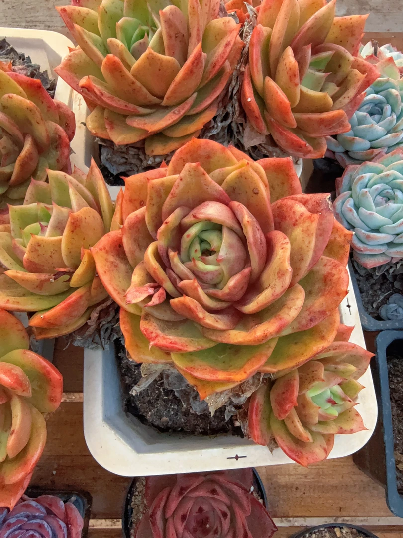 180#（大3头狮子王）（13-18cm）脱土