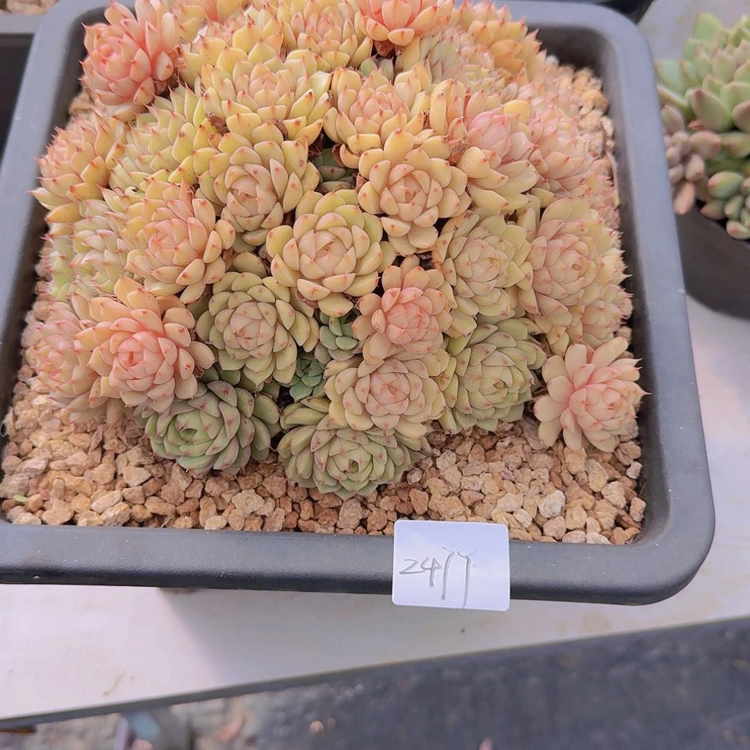 2479本吧多肉植物