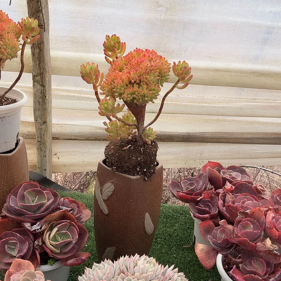 蝶*春萌缀多肉植物9