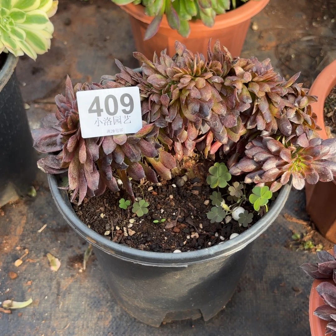 409号小黑缀化多肉植物