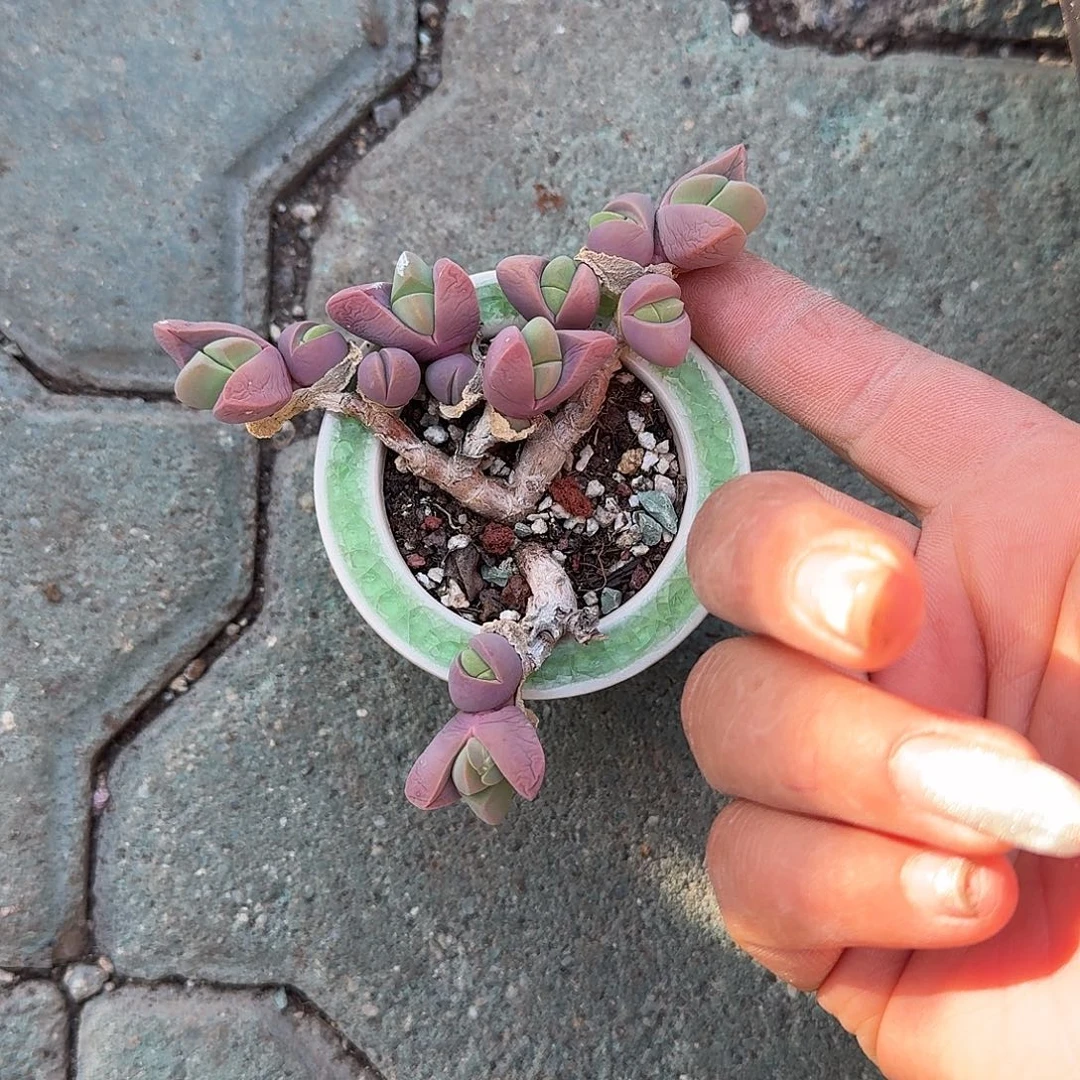 用***5无比玉带盆多肉植物