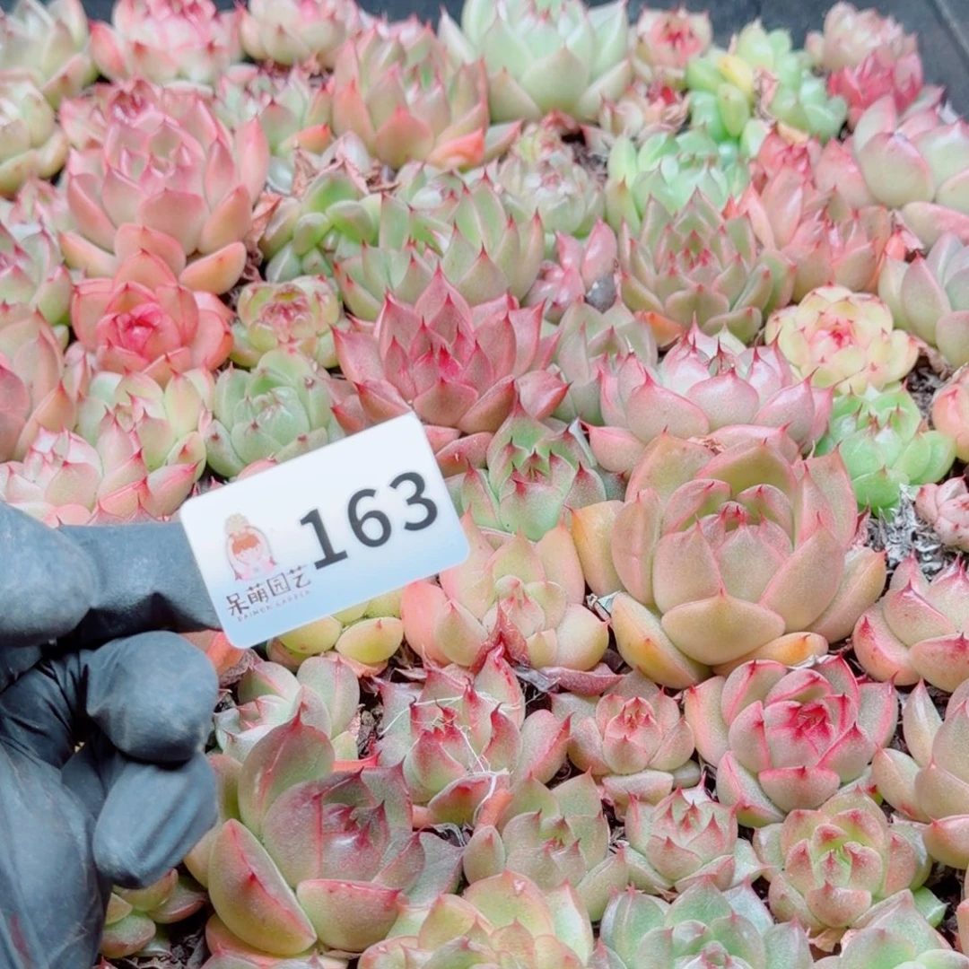 烁***子多肉植物多肉植物