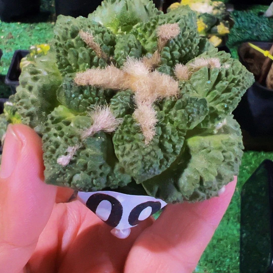 无花朵福利龟甲牡丹已出根097