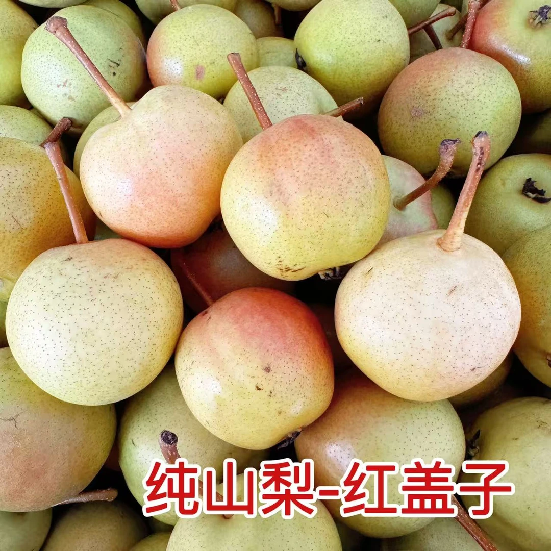 东北纯山梨 红盖子梨 酸口梨1斤3斤5斤包邮顺丰放软了吃