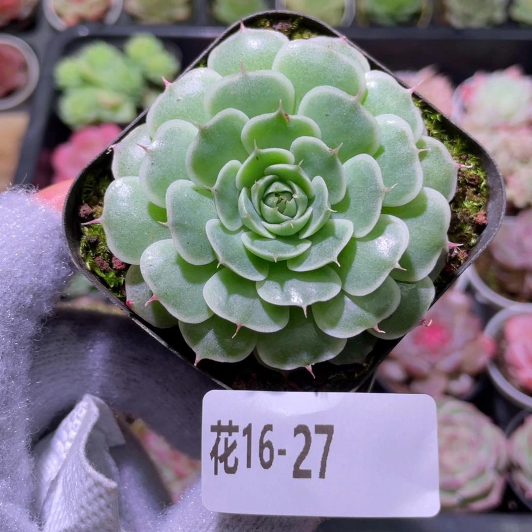 花利美16-27贝尔单头