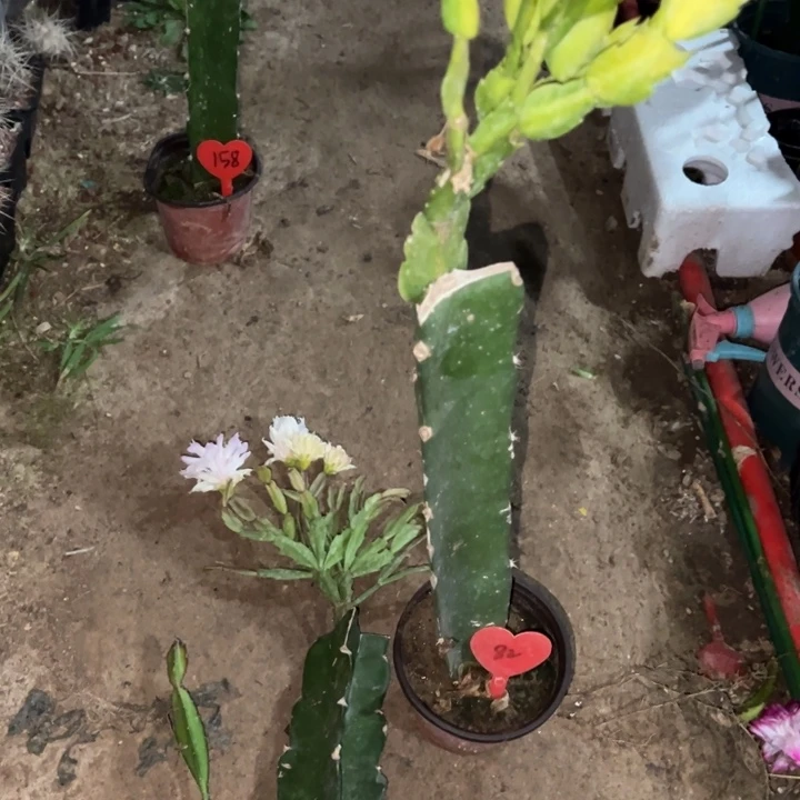 抽***糖当前无花栽培后可以开花052没盆蔫  荷花仙子82