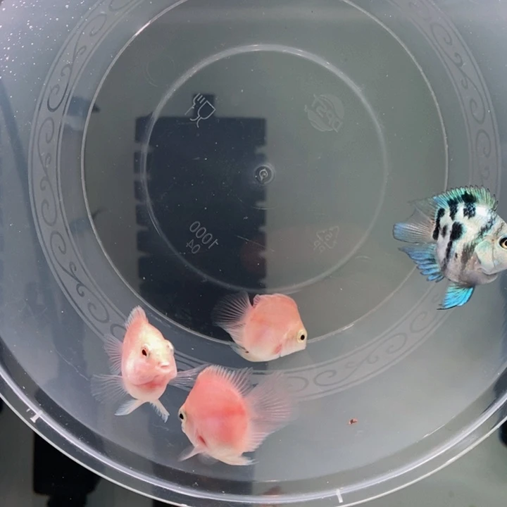 鹦鹉鱼一组四条宝蓝胭脂粉