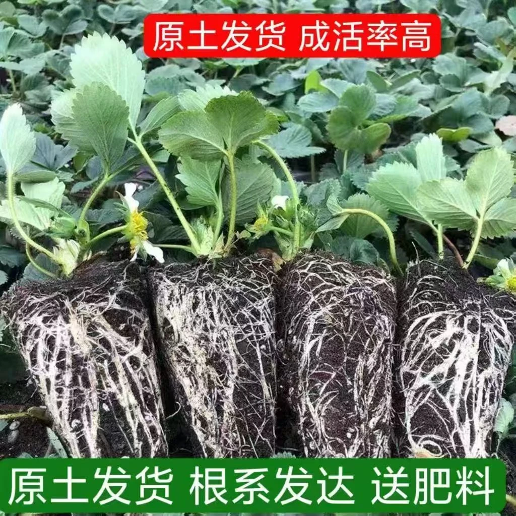 草莓苗穴盘苗好养活