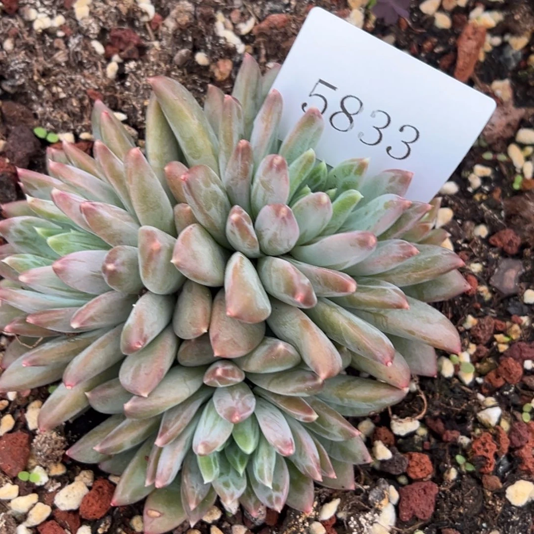 简*單5833多肉多多多多