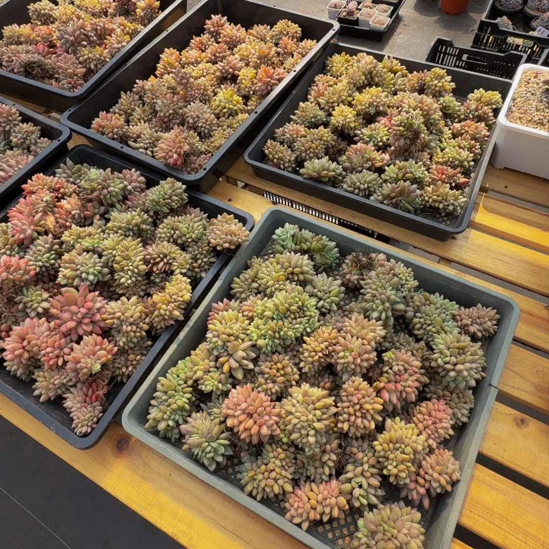 桃花源缀化团够40