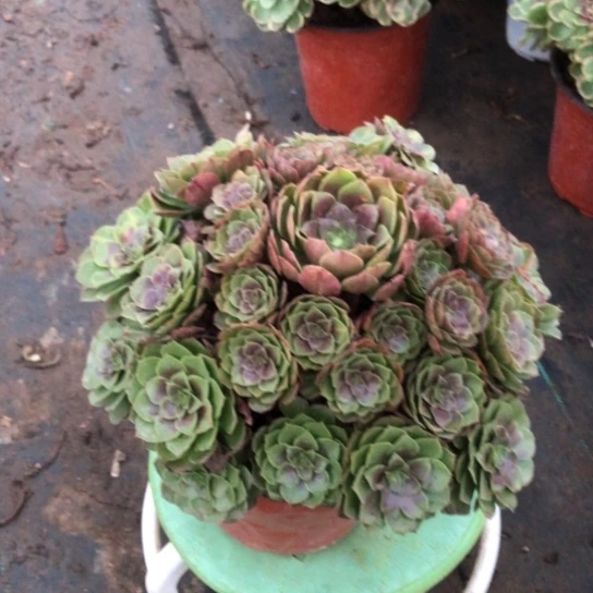 新***店无花朵抹茶法师多肉植物638号