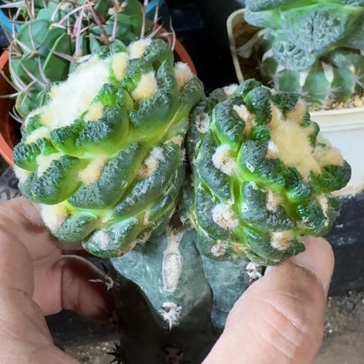 无花朵福利苗接龟甲447